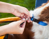 Schwinn Rascal Bike Pet Trailer Orange