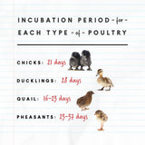 Manna Pro Harris Farms Nurture Right Incubator | Egg Incubator for Hatching Chicks | 360 Degree View