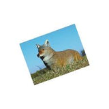 Flambeau Lone Howler Coyote Decoy