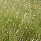 Buffalo Grass Seed – 15 lbs.
